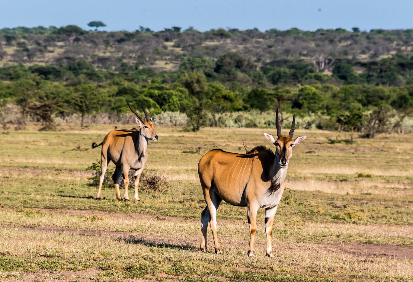 Topi in Masaari Mara